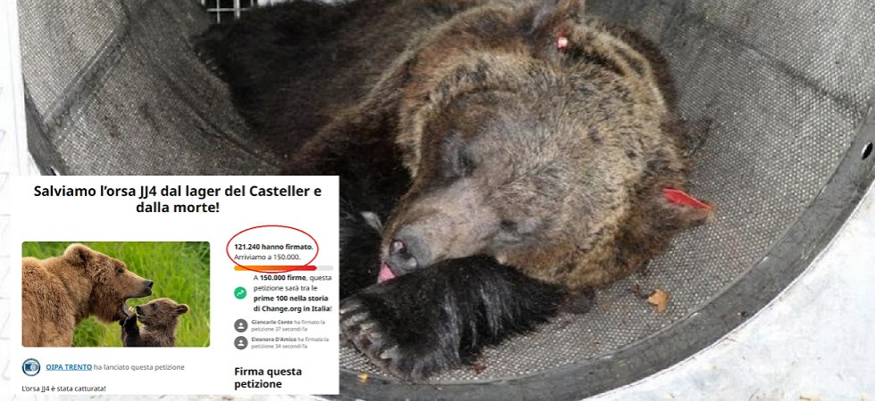 “Salviamo l'orsa Jj4 dal Casteller”
